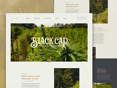 Black Cap Site - V1 branding cannabis ui website