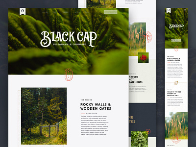 Black Cap Site V2 branding cannabis design ui ux web website weed