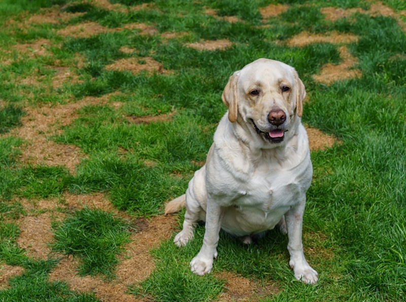 Remove Dog Spot From Lawn Green Drop by Green Drop on Dribbble