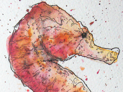Seahorse illustration illustration ink painting seahorse watercolour
