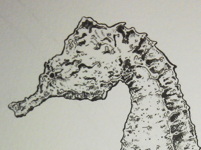 Seahorse Sketch illustration ink seahorse sketch