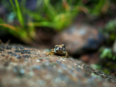 Frog MACRO fotografía fotógrafo