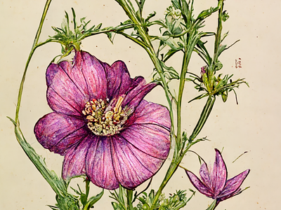 Botany: Cosmos