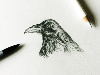 Inktober-Day 7 animal bird crow graphite illustration inktober mewithoutyou sketch