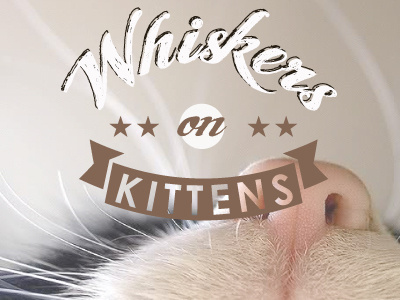 One Of My Favorite Things cat typography whiskers