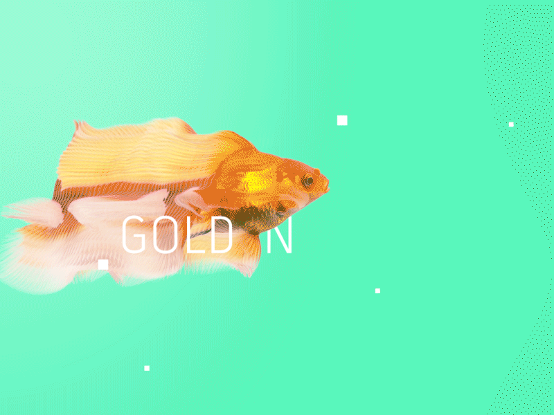 Golden Fish goldfish motion simple tracking type