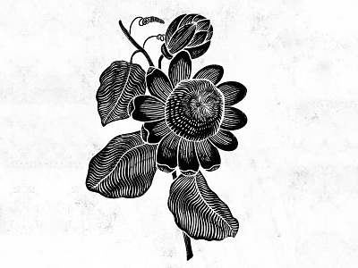 Passion flower Digital Etching black and white digital digital illustration etching floral flower illustration line art linework passion flower plant procreate redoute stamp