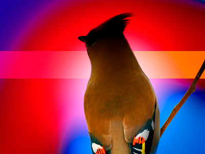 Poster 149 art bird color design digital graphic illustration photoshop