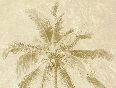 Palm Tree graphic design