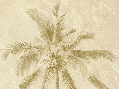 Palm Tree