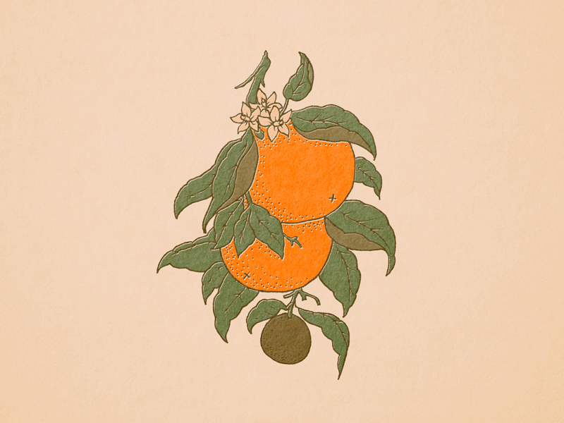 Botanical Oranges floral botanical nature illustration oranges orange