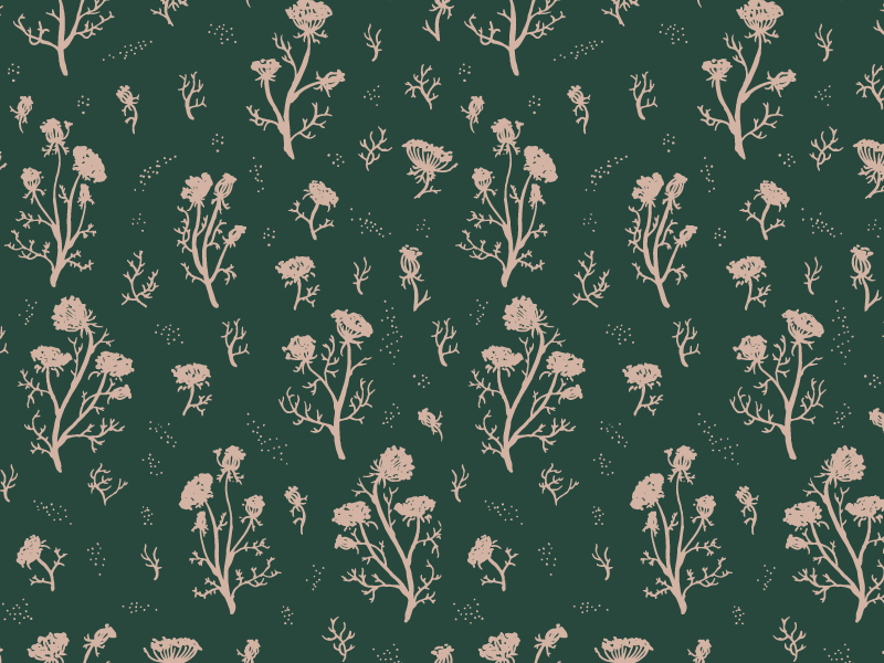 Queen Anne's Lace design illustration nature wildflowers queen annes lace pattern floral