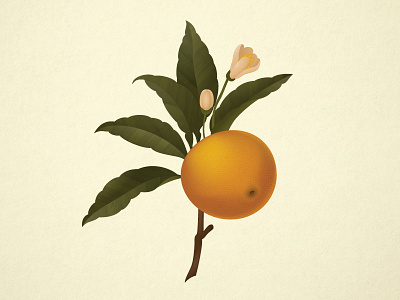 Orange Pt. 2 botanical fruit illustration nature orange plant vector