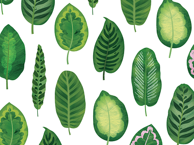 Calathea Leaves botanical calathea green illo illustration leaf leaves nature pattern plants