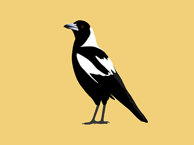 Magpie Vector Illustration - Australian Bird 2d illustration australian bird bird black and white illustration magpie vector
