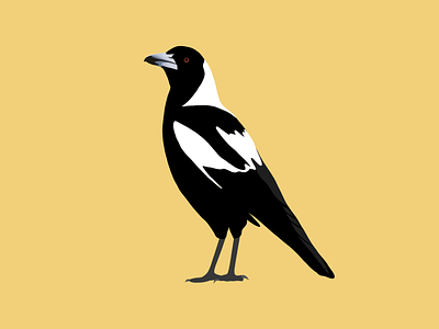 Magpie Vector Illustration - Australian Bird