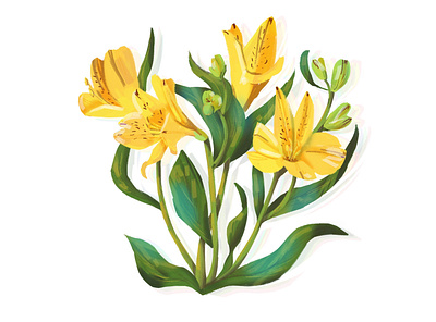 Alstroemeria sketch design graphic design illustration procreate sketch