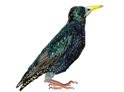 Starling drawing paint3d starling