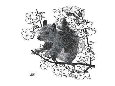 Squirrel and sakura design illustration