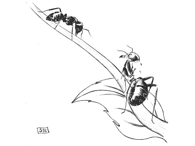 Ants design illustration