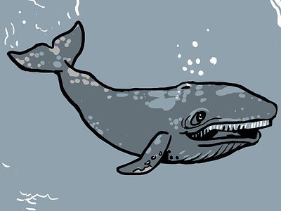 Whale color digital gray whale grey whale illustration line marine biology ocean whale
