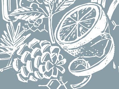 Terpenes Sketch art biology chemistry drawing illustration infographics lemon molecules pinecone smell web