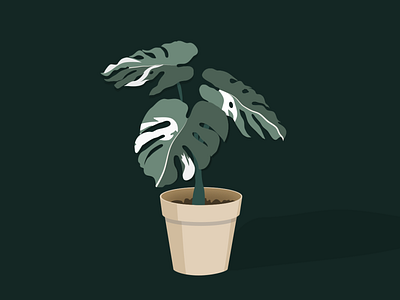 Monstera Variegata vector