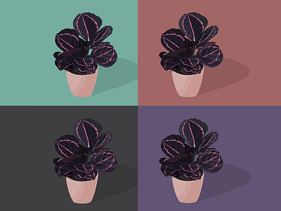 4 dimensions of calathea 4 colors design flower flowers graphic design illustration jungle kalathea nature plant vector