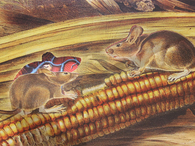 Of Mice And Men audubon illustration mice ucsb