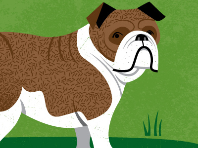 Bulldog bulldog dog illustration