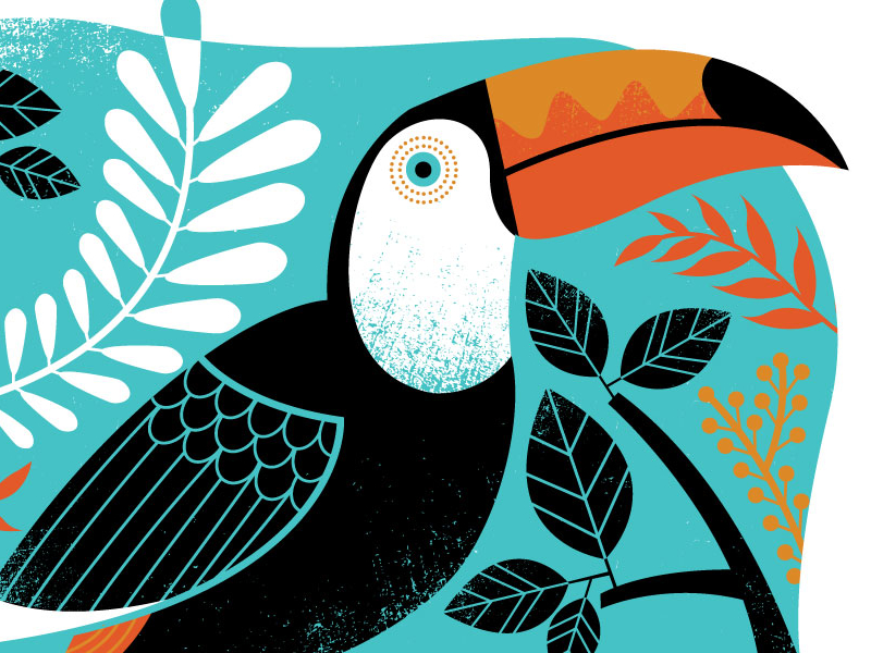 Toucan by Lucie Rice on Dribbble