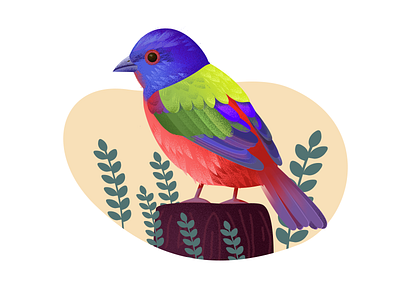 bird illustration illustrator