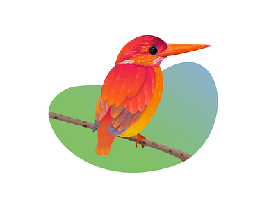 bird-2 illustration illustrator