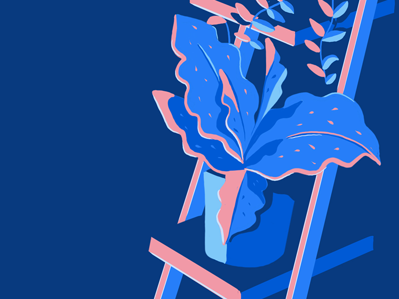Shadows digital painting graphic design color colour botanical plants blue pink design illustration