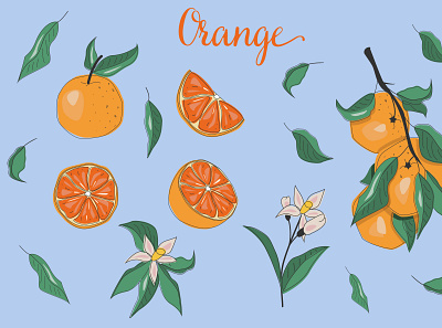 Vector oranges design graphic design illustration pattern vector