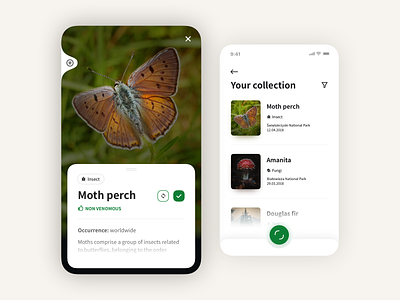 AI species recognition ai app bushcraft clean mobile moth simple species woods