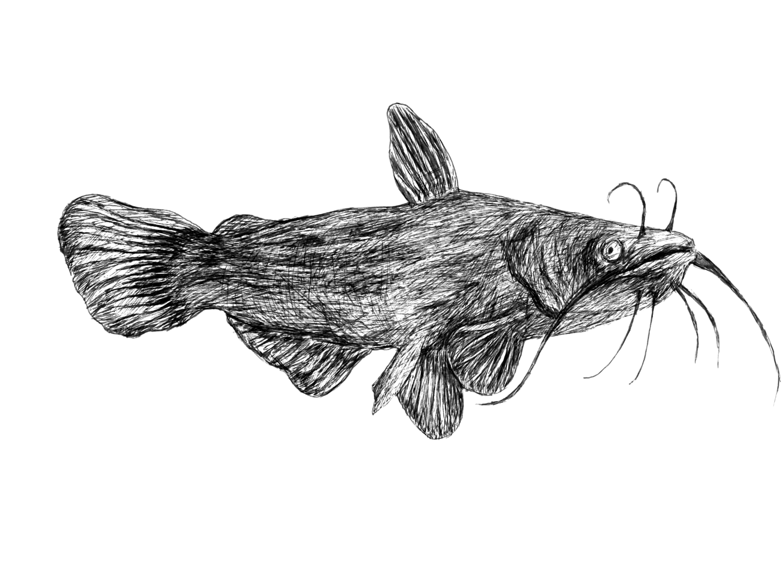 Bullhead Catfish By Alex Corbbet On Dribbble   F7ccc444879644863db4370b5421ac11 