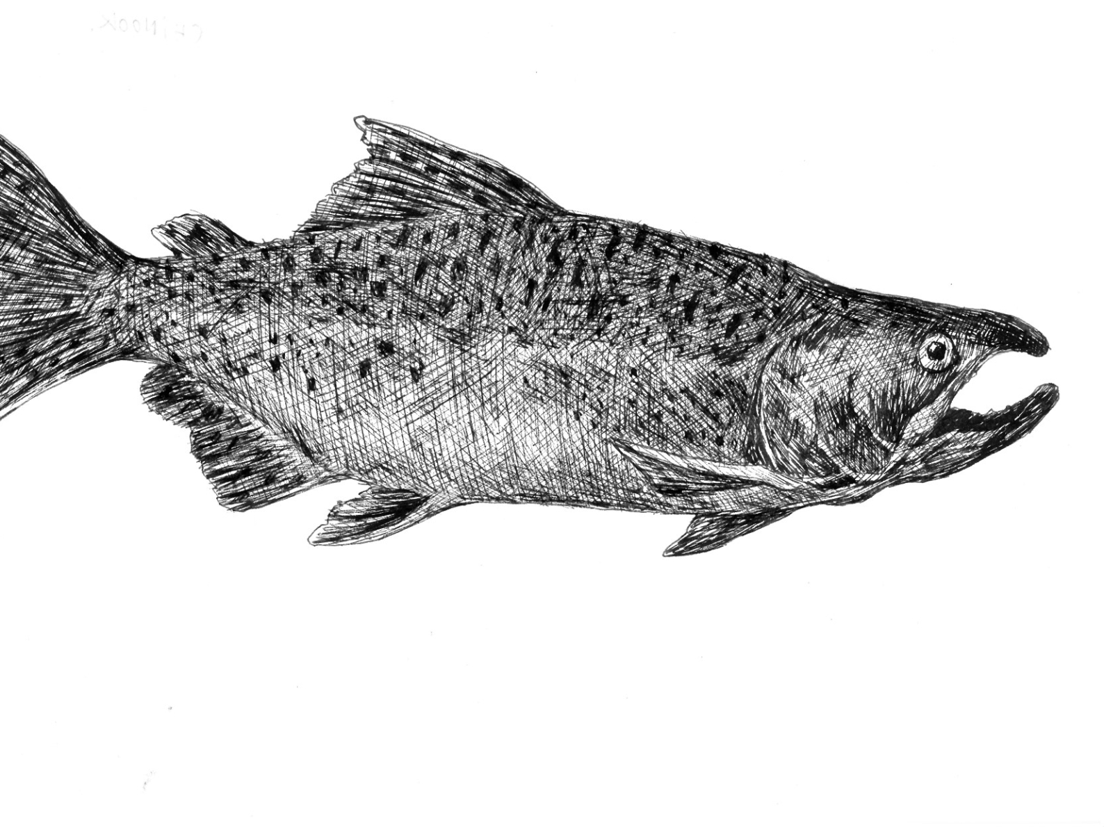 Chinook Salmon by Alex Corbbet on Dribbble