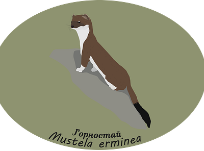 Mustela erminea illustration vector