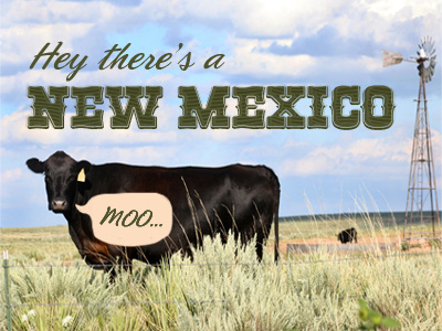 NEW Mexico cow new mexico rebound state
