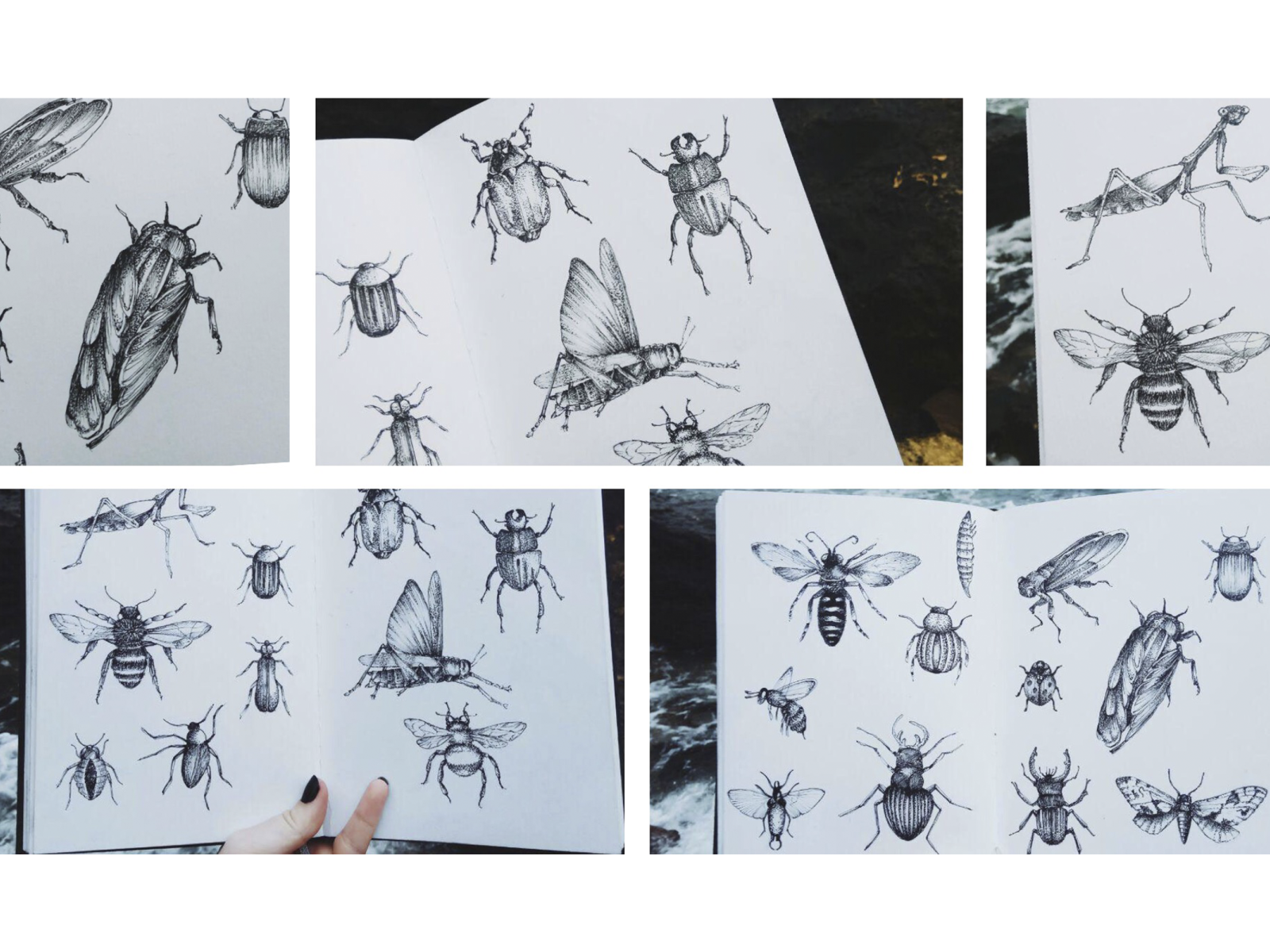 insects sketches atmosphere atmosphere illustration botanical illustration concept darkness design drawing illustration insects light magic sketchbook sketching