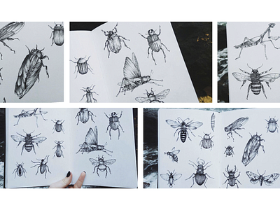 insects sketches