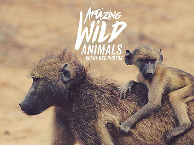 Amazing Wild Animals