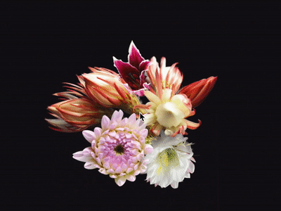 Interactive Bouquet animation art direction flowers interaction video web design