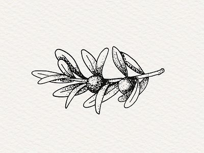 Olives brand clean draw drawing flower hand drawn illustration ink leafs lineart minimalist olives plants pointillism sketch sketching