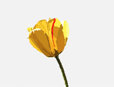 Yellow Flower adobe illustrator illustration vector