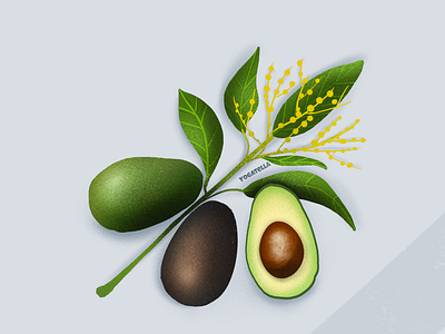 Avocados avocado design digital drawing food fruits graphic illustration marketing