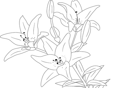 Lily flowers. Blooming lily. adobe illustrator branding design graphic design ill illustration line art vector vector illustration