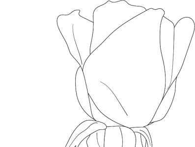 rose flowers drawing with line-art on white backgrounds.