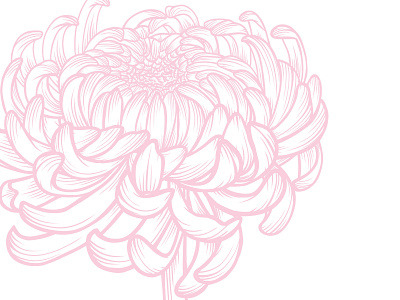 Peony, Hand-Drawn Illustration